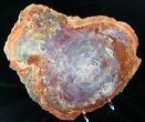 Brilliant Arizona Petrified Wood Slab - #12649-1